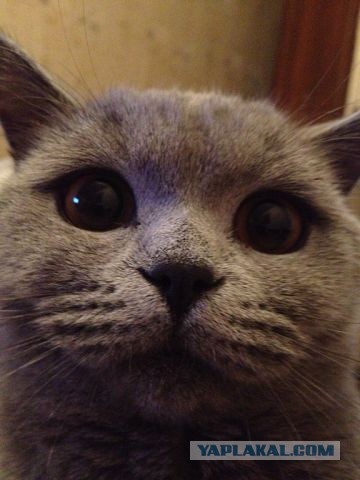 Котовторник 25.06.2013