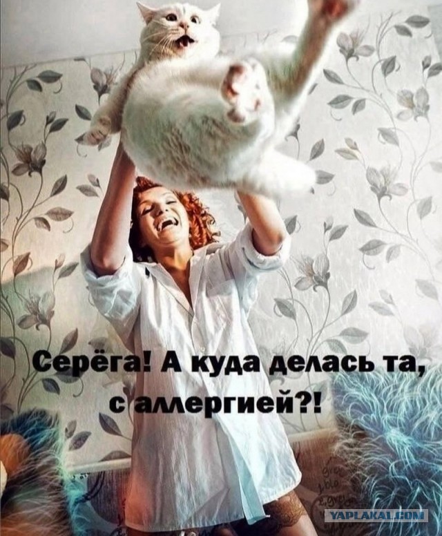 К котовторнику: подборка картинок-баянов с котиками и про котиков. Выпуск 17