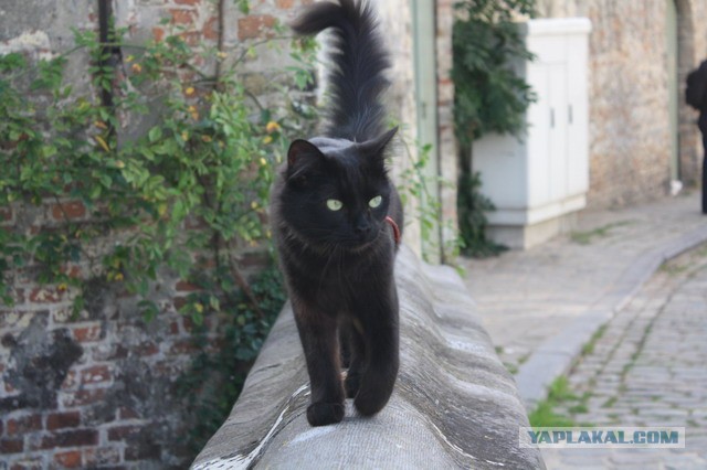 Котовторник 9.07.2013