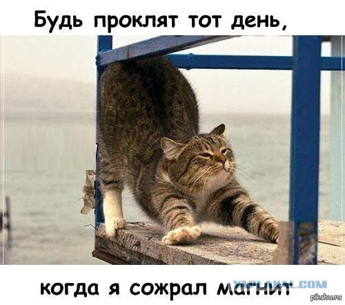 Коты ученых