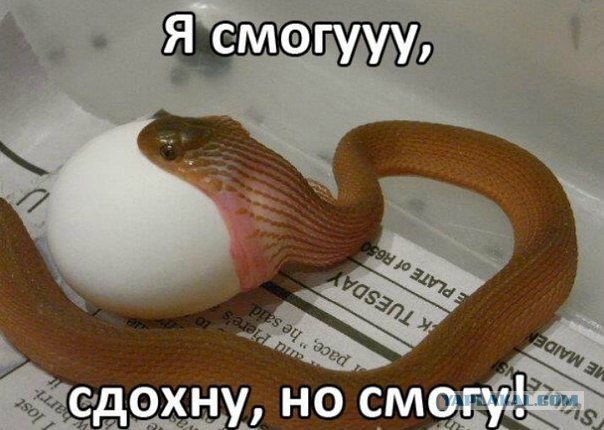 Просто питон ест крокодила...