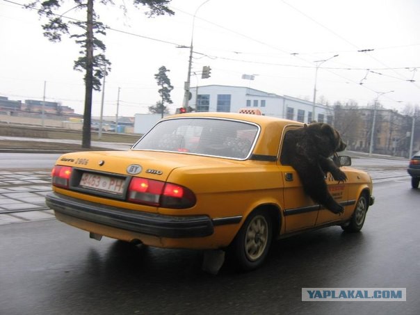 Когда вы плюсуeтe тему в платине