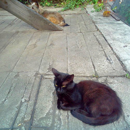 Котовторник 26.08.14.