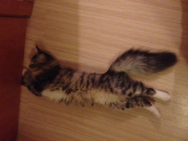 Котовторник 23.09.2014.