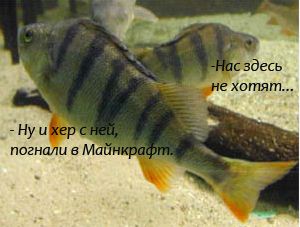 Сом – лучший мотиватор