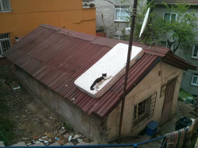 Весёлые картинки