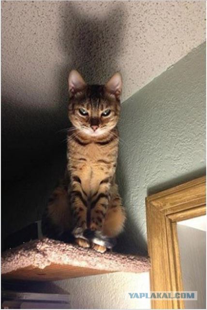 Кошачий Hardcore