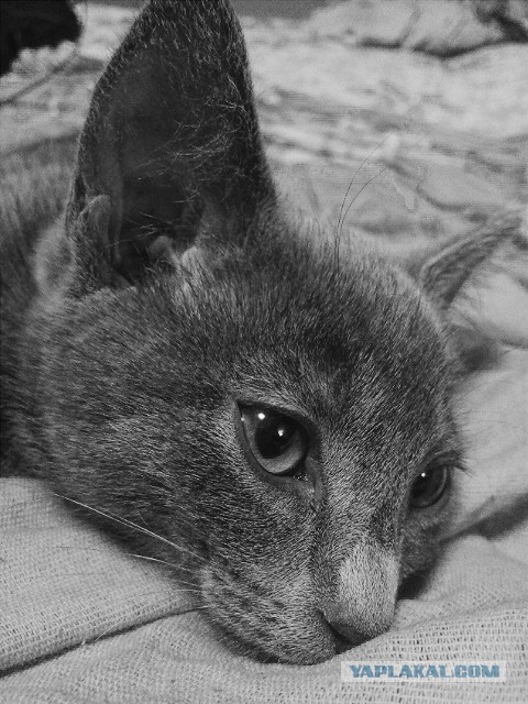 Самые популярные клички кошек и котов