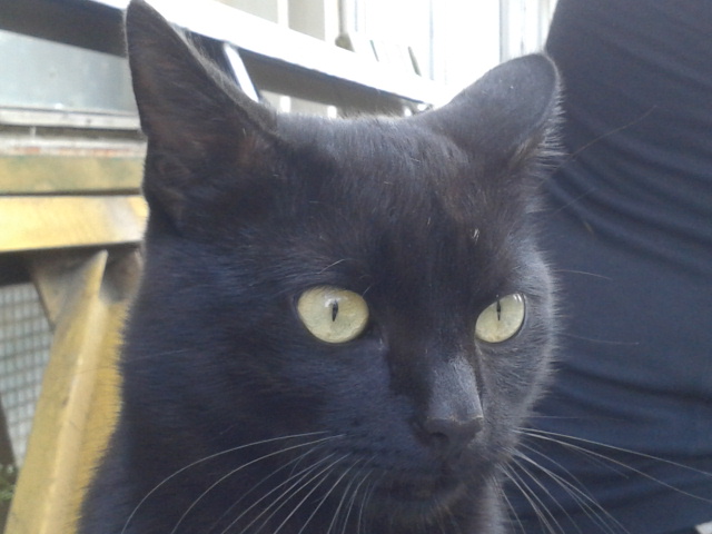 Котовторник 14.07.2015
