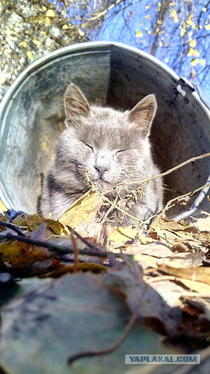 Котовторник