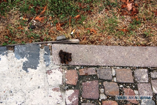 Догхантеры травят собак порошком в парках