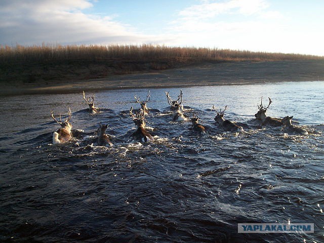 Вот ты какой, северный олень!