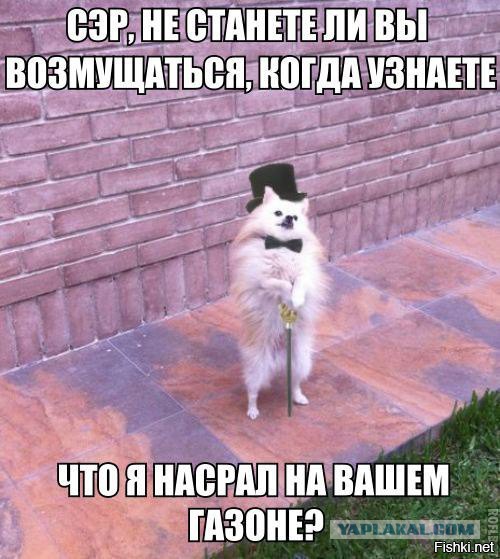 Воришки, которые уже давно в ссоре со своей совестью