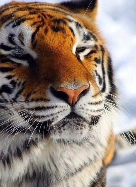Божьи твари