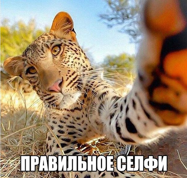 Прикольные животные