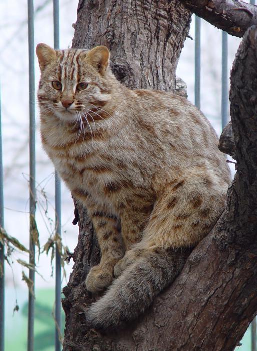 Коты из сети