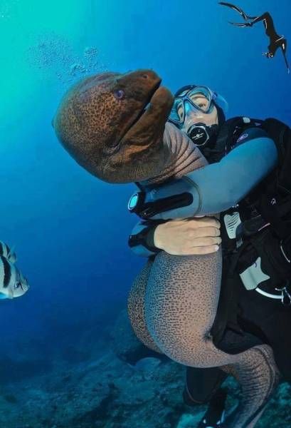 Подборка забавных животных