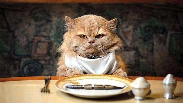 Коты и Кошки