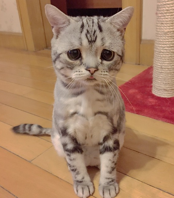 Реакция кота на тигров в зоопарке