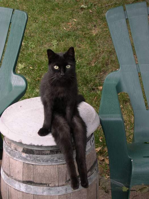 Коты и Кошки