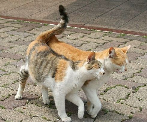 Прикольные коты на среду! ОЧЕНЬ МНОГО! Часть 2
