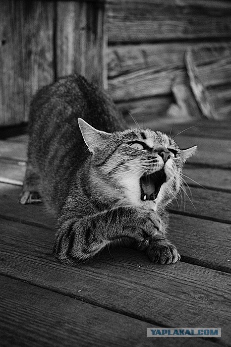 Уррааа! Котомет на ЯПлакалъ.