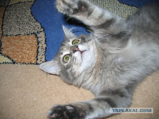 Котовторник на вторник! (30.09.2008)