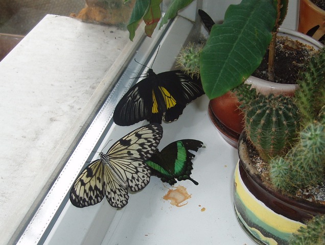 Выставка бабочек и насекомых на ВВЦ