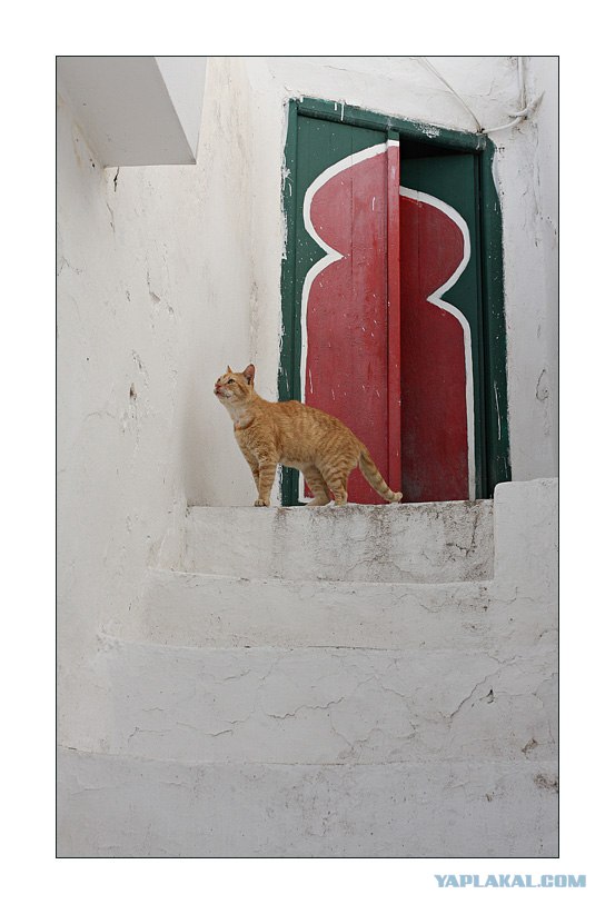Котовторник: Кошки гаваны и другие!