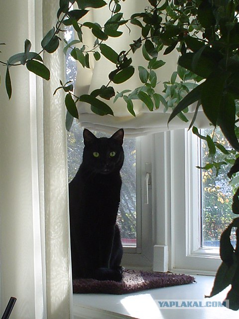 Котосреда (06.05.2009)