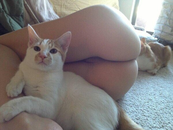 Прикольных котов пост