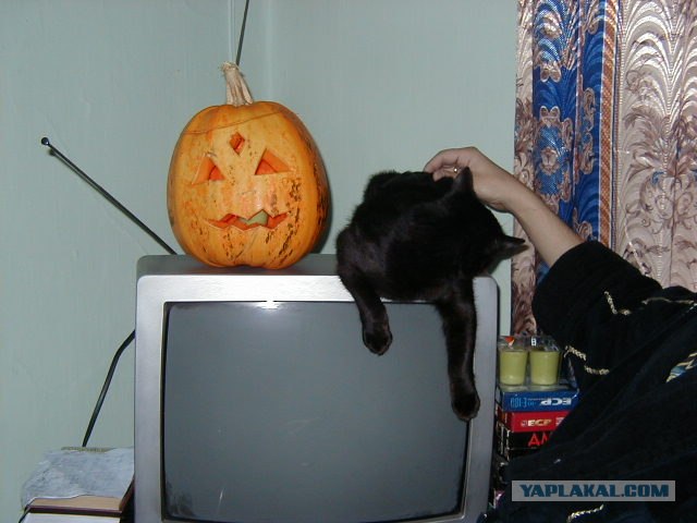 Котовторник на 04.08.2009