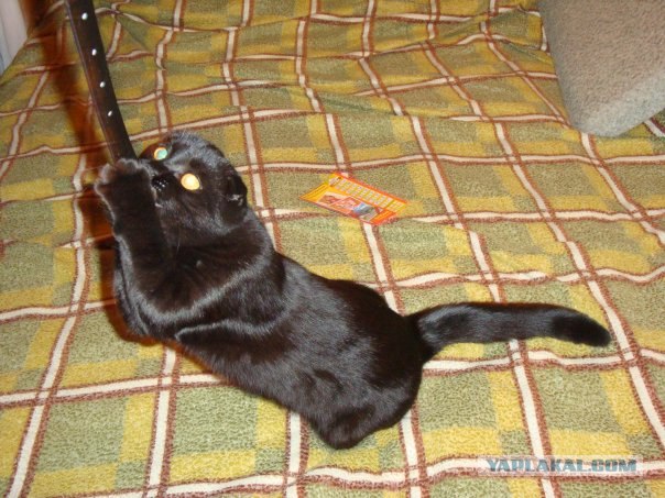 Котовторник: коты и... почти мыши