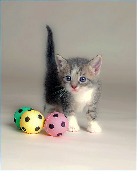 Котовторник стартует