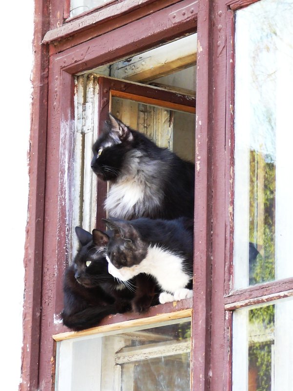 Котовторник объявляется открытым!
