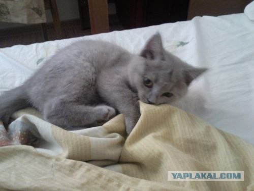 Первый котовторник июля