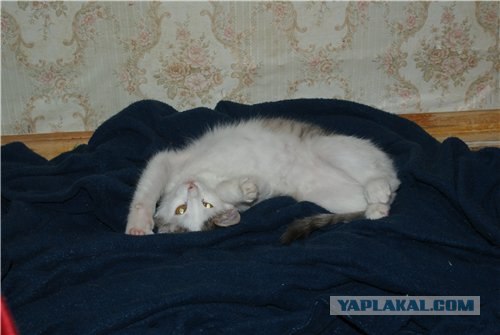 Котовторник 17 января