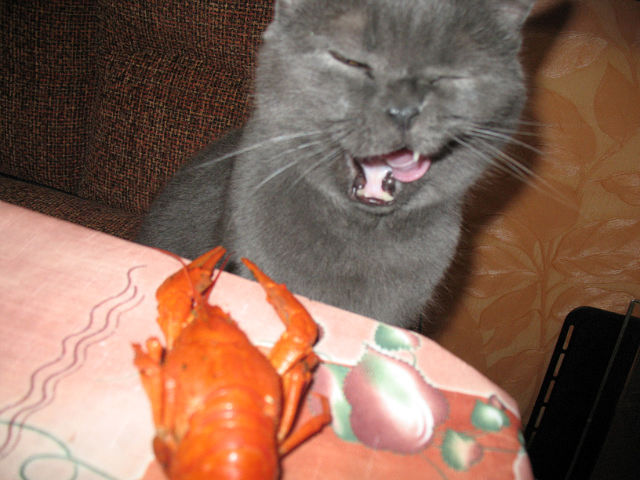 Котовторник (31.01.2012)