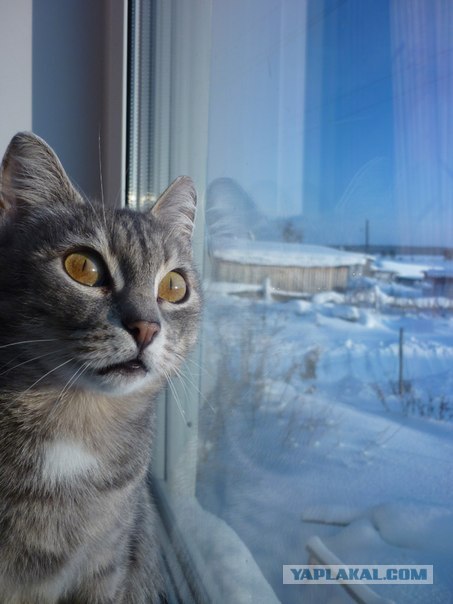 Котовторник (21.02.2012)