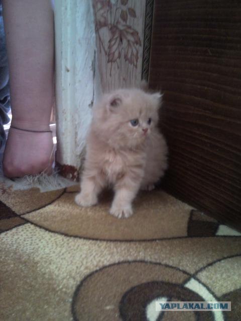 Котовторник 8 мая 2012