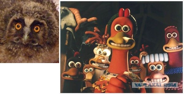 Внимание! Слетки!