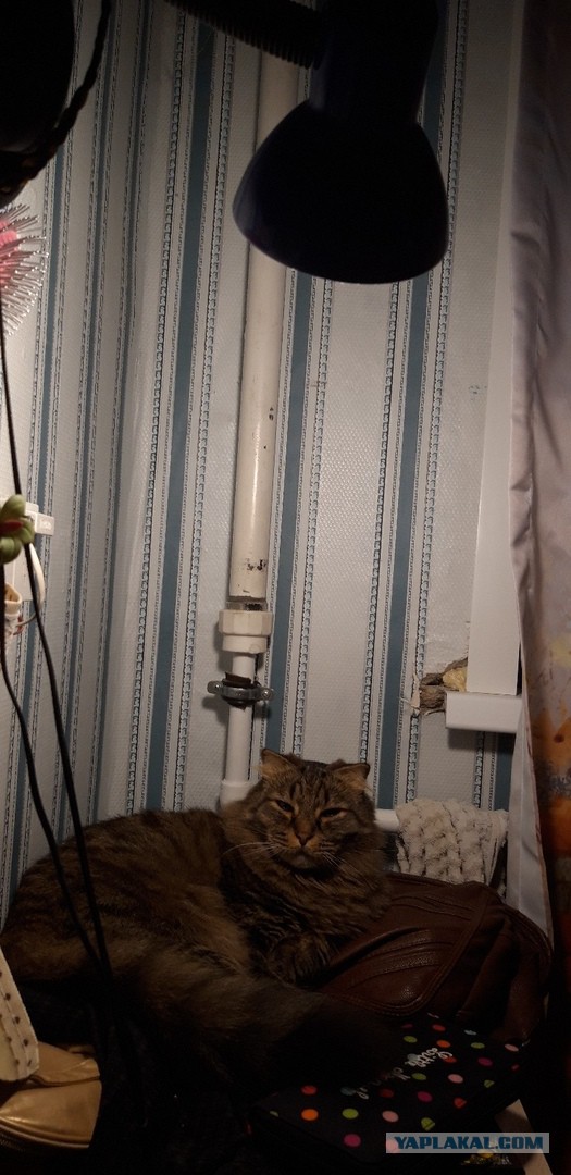 Котовторник 30.04.2019.