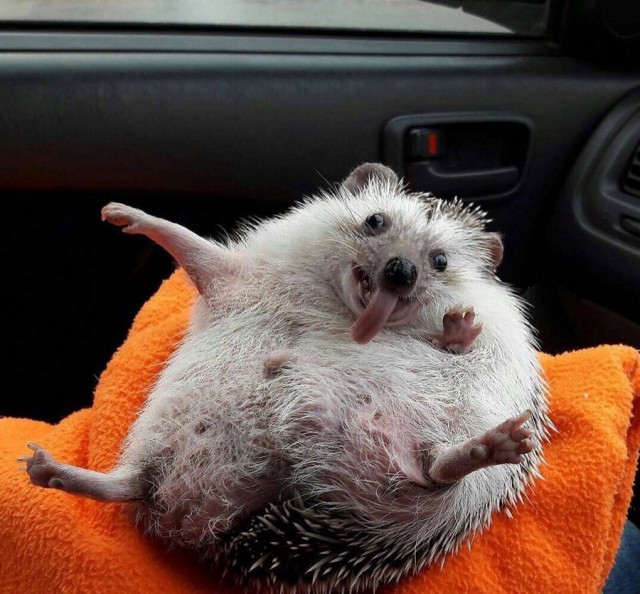 Как чешется ёжик?