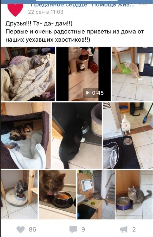 Помогите вернуть кота! Приют "Преданное сердце" украл кота и не отдает!-2