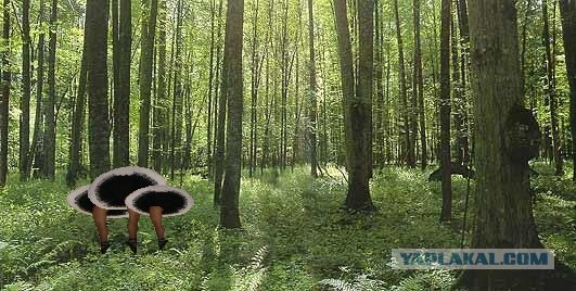 Ноги.Фотожаба