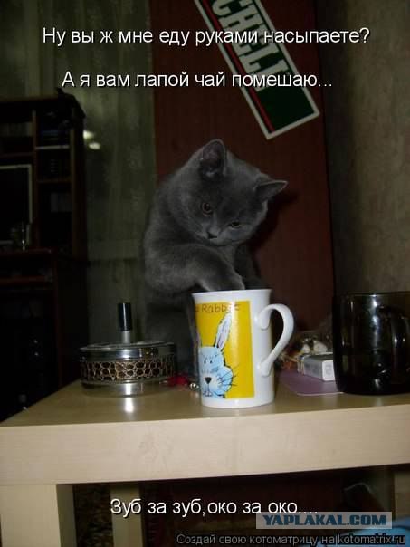 Котейка проголодался