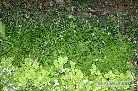 Овощи с бараньими ребрышками тушёные, или за что я люблю лето)))