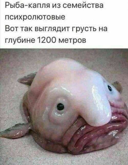 Картинки и мемы для настроения 28.07.2021