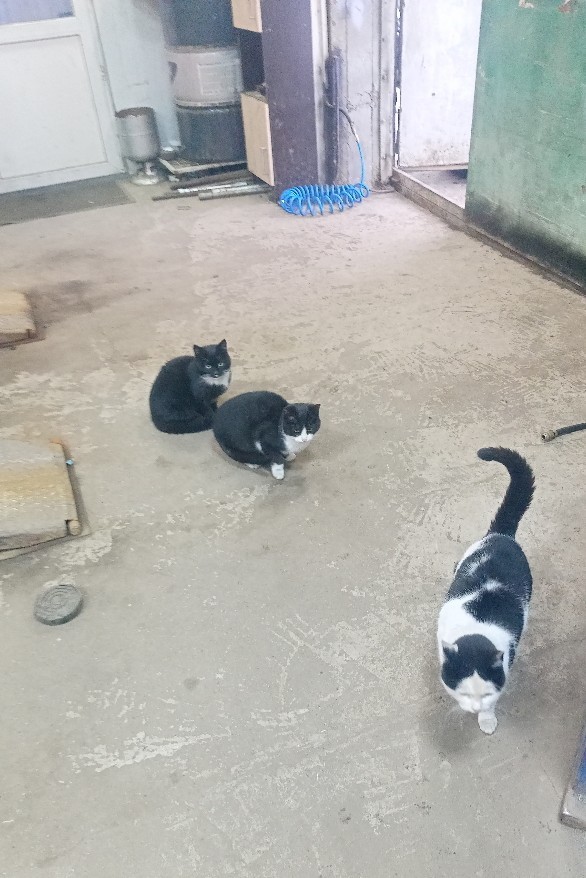 Котобанда Милахи продолжает отжимать шиномонтаж!