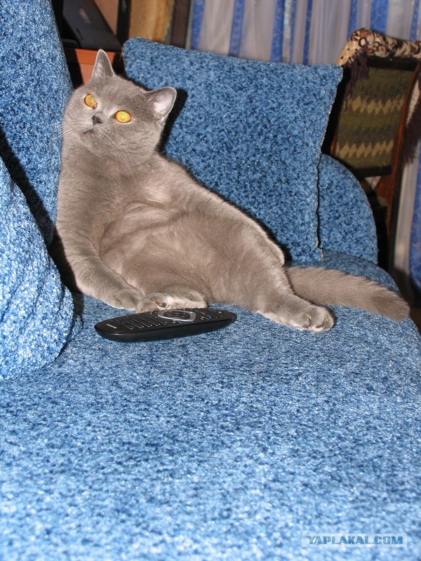 Котовторник 16.04.2013